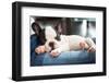 French Bulldog Puppy Sleeping on Knees-Patryk Kosmider-Framed Photographic Print