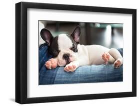 French Bulldog Puppy Sleeping on Knees-Patryk Kosmider-Framed Photographic Print