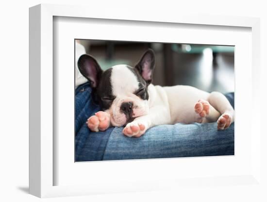 French Bulldog Puppy Sleeping on Knees-Patryk Kosmider-Framed Photographic Print