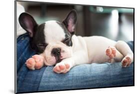 French Bulldog Puppy Sleeping on Knees-Patryk Kosmider-Mounted Photographic Print