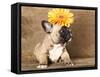 French Bulldog Puppy-Lilun-Framed Stretched Canvas