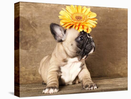 French Bulldog Puppy-Lilun-Stretched Canvas