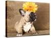 French Bulldog Puppy-Lilun-Stretched Canvas