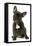 French Bulldog Puppy-null-Framed Stretched Canvas