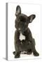 French Bulldog Puppy-null-Stretched Canvas