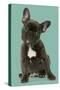 French Bulldog Puppy-null-Stretched Canvas