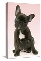French Bulldog Puppy-null-Stretched Canvas