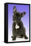 French Bulldog Puppy-null-Framed Stretched Canvas