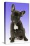 French Bulldog Puppy-null-Stretched Canvas