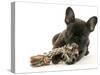 French Bulldog Puppy-null-Stretched Canvas