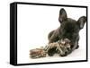 French Bulldog Puppy-null-Framed Stretched Canvas