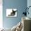 French Bulldog Puppy-null-Stretched Canvas displayed on a wall