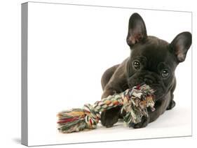 French Bulldog Puppy-null-Stretched Canvas