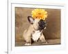 French Bulldog Puppy-Lilun-Framed Photographic Print