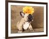 French Bulldog Puppy-Lilun-Framed Photographic Print