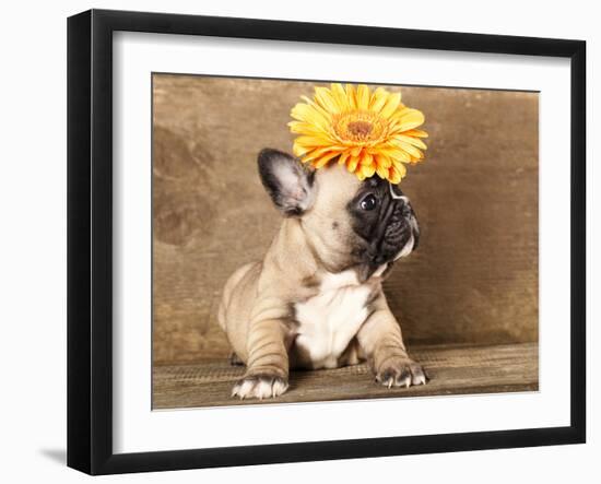 French Bulldog Puppy-Lilun-Framed Photographic Print