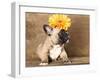 French Bulldog Puppy-Lilun-Framed Photographic Print