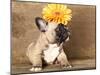 French Bulldog Puppy-Lilun-Mounted Photographic Print