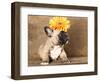 French Bulldog Puppy-Lilun-Framed Photographic Print