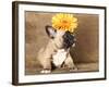 French Bulldog Puppy-Lilun-Framed Photographic Print