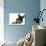 French Bulldog Puppy-null-Photographic Print displayed on a wall