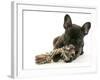 French Bulldog Puppy-null-Framed Photographic Print