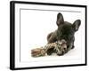 French Bulldog Puppy-null-Framed Photographic Print