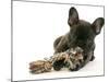 French Bulldog Puppy-null-Mounted Photographic Print