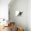 French Bulldog Puppy-null-Photographic Print displayed on a wall
