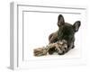 French Bulldog Puppy-null-Framed Photographic Print