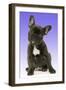 French Bulldog Puppy-null-Framed Photographic Print