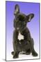 French Bulldog Puppy-null-Mounted Photographic Print