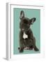 French Bulldog Puppy-null-Framed Photographic Print