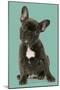 French Bulldog Puppy-null-Mounted Photographic Print