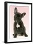 French Bulldog Puppy-null-Framed Photographic Print