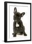 French Bulldog Puppy-null-Framed Photographic Print