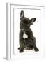 French Bulldog Puppy-null-Framed Photographic Print