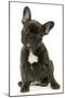 French Bulldog Puppy-null-Mounted Photographic Print