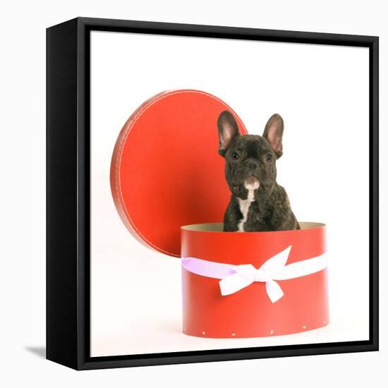 French Bulldog Sitting in Hat Box-null-Framed Stretched Canvas