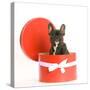 French Bulldog Sitting in Hat Box-null-Stretched Canvas