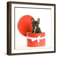 French Bulldog Sitting in Hat Box-null-Framed Photographic Print