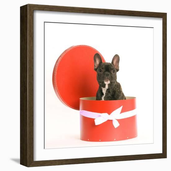 French Bulldog Sitting in Hat Box-null-Framed Photographic Print