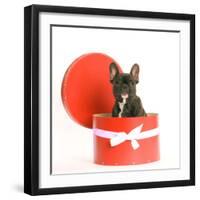 French Bulldog Sitting in Hat Box-null-Framed Photographic Print