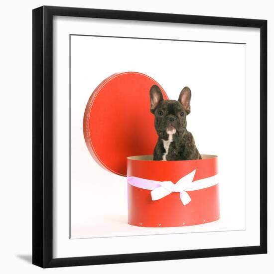 French Bulldog Sitting in Hat Box-null-Framed Photographic Print