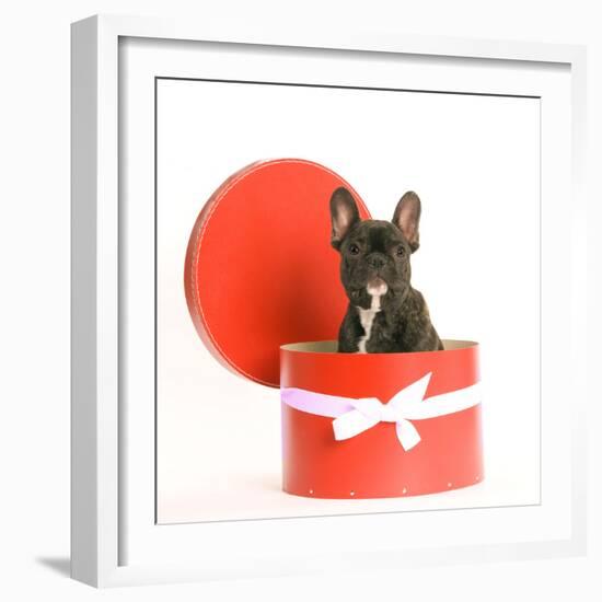 French Bulldog Sitting in Hat Box-null-Framed Photographic Print