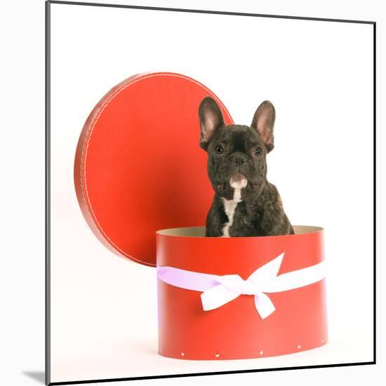 French Bulldog Sitting in Hat Box-null-Mounted Photographic Print