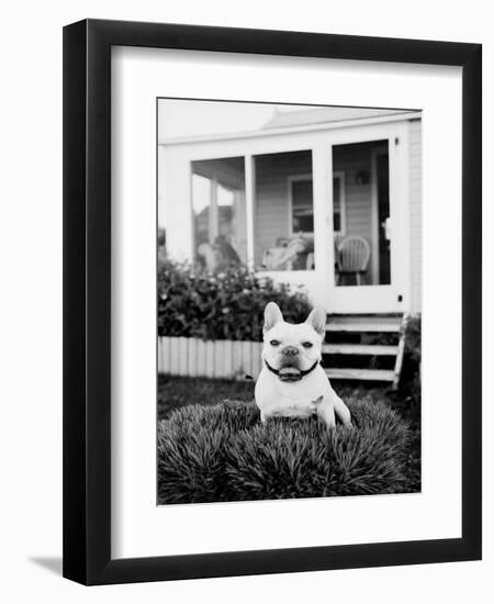 French Bulldog Southampton NY-Theo Westenberger-Framed Art Print