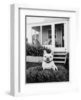 French Bulldog Southampton NY-Theo Westenberger-Framed Art Print