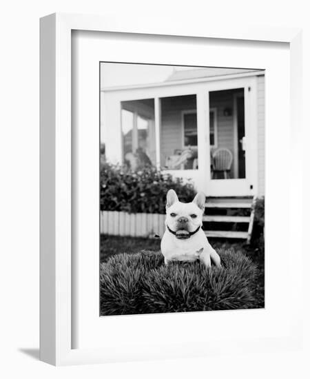 French Bulldog Southampton NY-Theo Westenberger-Framed Art Print