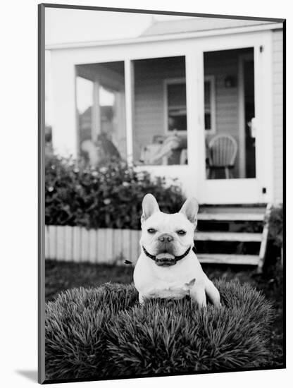 French Bulldog Southampton NY-Theo Westenberger-Mounted Art Print